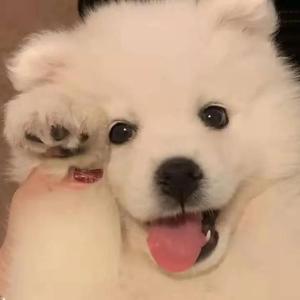 ChⅰeseGαy国产老头
