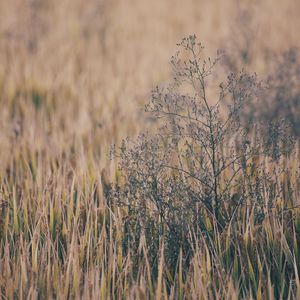 ChⅰeseGαy国产老头
